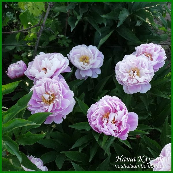 Martha. Krekler/Klehm'2003, USА.