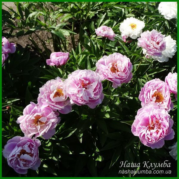 Martha. Krekler/Klehm'2003, USА.