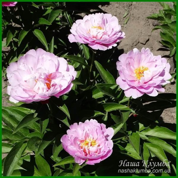 Martha. Krekler/Klehm'2003, USА.