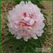Georgiana Shaylor. Shaylor'1908, USA. 381 фото 2