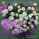 Квіти півоній сортів білого та рожевого кольору П3 фото 1