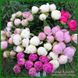 Квіти півоній сортів білого та рожевого кольору П3 фото 2