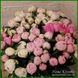Квіти півоній сортів білого та рожевого кольору П3 фото 3