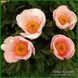 Soft Salmon Saucer. Cousins/Klehm'1981, Canada/USА.