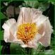 Dearest. Pehrson/Hollingsworth'1992, USA. 87 фото 2