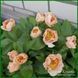 Dearest. Pehrson/Hollingsworth'1992, USA. 87 фото 4