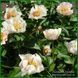 Dearest. Pehrson/Hollingsworth'1992, USA. 87 фото 3