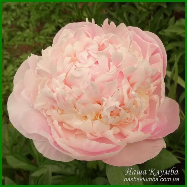 Pink Cameo. Bigger'1954, USА.