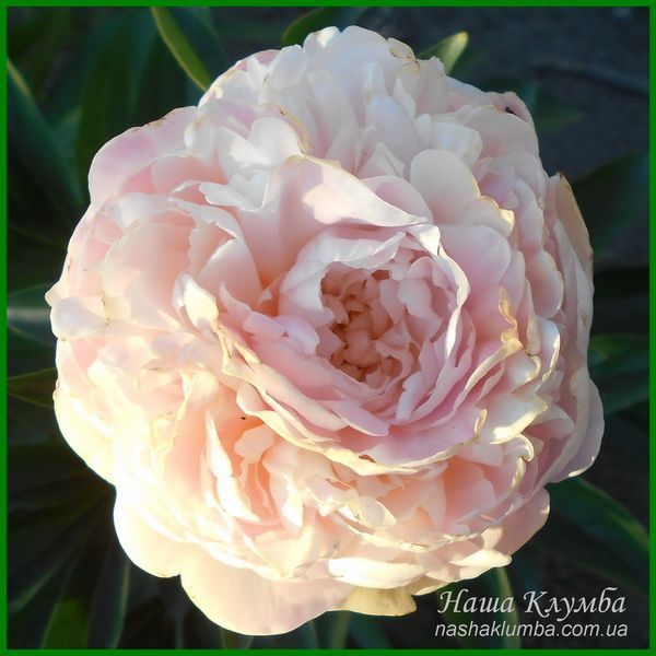 Pink Cameo. Bigger'1954, USА.