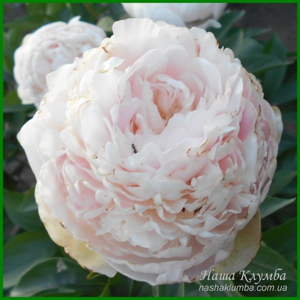 Pink Cameo. Bigger'1954, USА.
