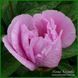 May Lilac. Saunders'1950, USА. 188 фото 4