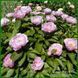 May Lilac. Saunders'1950, USА. 188 фото 7
