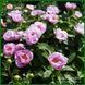 May Lilac. Saunders'1950, USА. 188 фото 6