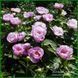 May Lilac. Saunders'1950, USА. 188 фото 3