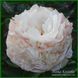 Pink Cameo. Bigger'1954, USА.