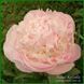 Pink Cameo. Bigger'1954, USА.