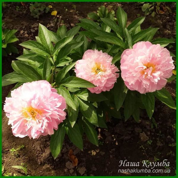 Pink Charmer. Klehm'1998, USА.