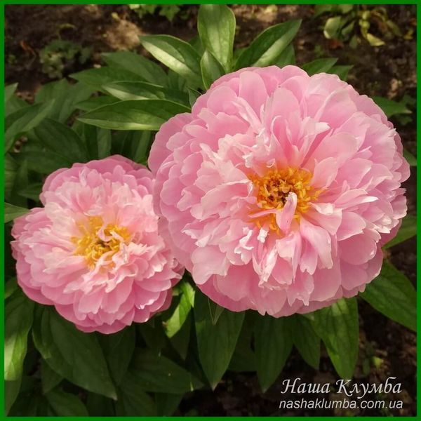 Pink Charmer. Klehm'1998, USА.