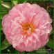 Pink Charmer. Klehm'1998, USА.