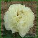 Lime Phosphate. Anderson'1999, USА. 436 фото 2