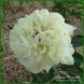 Lime Phosphate. Anderson'1999, USА. 436 фото 6