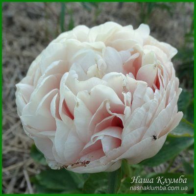 Callisto. Bremer'2017, USА. 437 фото