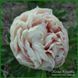 Callisto. Bremer'2017, USА. 437 фото 4