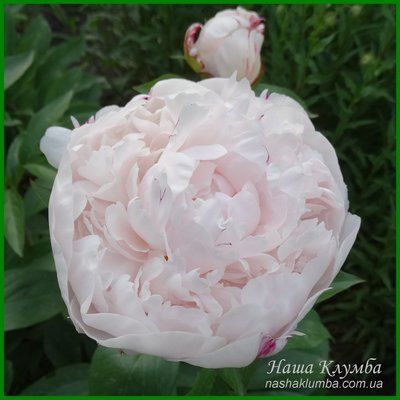 White Lullaby. Klehm'2000, USA. 461 фото