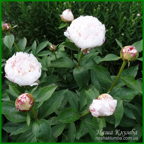 White Lullaby. Klehm'2000, USA. 461 фото