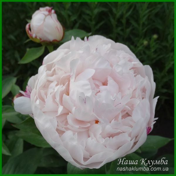 White Lullaby. Klehm'2000, USA. 461 фото