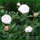 White Lullaby. Klehm'2000, USA. 461 фото 3