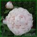White Lullaby. Klehm'2000, USA. 461 фото 2