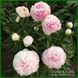Dresden Pink. Wild'1957, USA. 92 фото 2