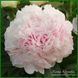Dresden Pink. Wild'1957, USA. 92 фото 1