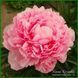 Pink Giant. Vurens'1966, Holland. 243 фото 2