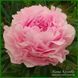 Pink Giant. Vurens'1966, Holland. 243 фото 1