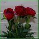 Command Performance. Hollingsworth'1996, USA. 390 фото 5