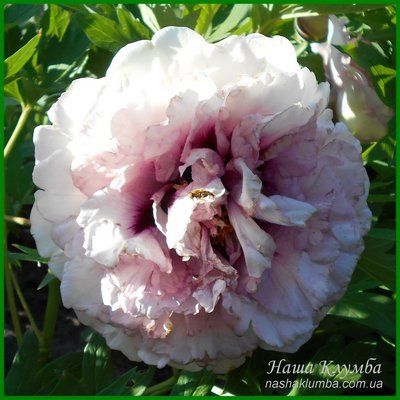 Waucedah Princess. Reath'1988, USА. 345 фото
