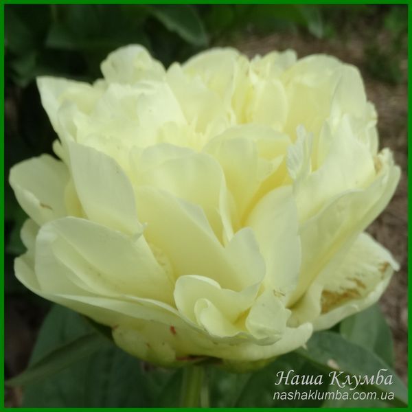 Sweet Lemonade. Adelman'2019, USА. 442 фото