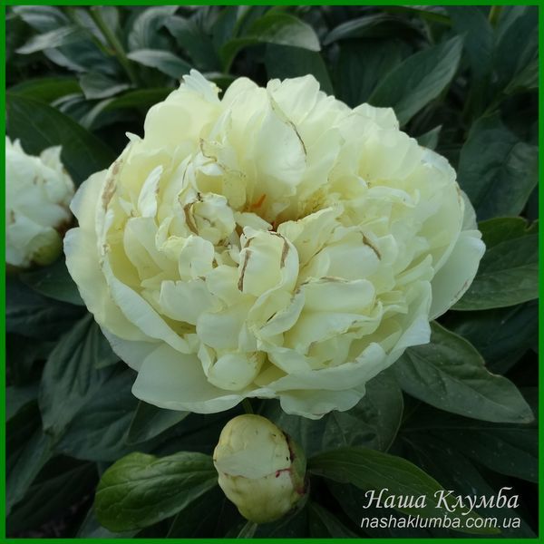 Sweet Lemonade. Adelman'2019, USА. 442 фото