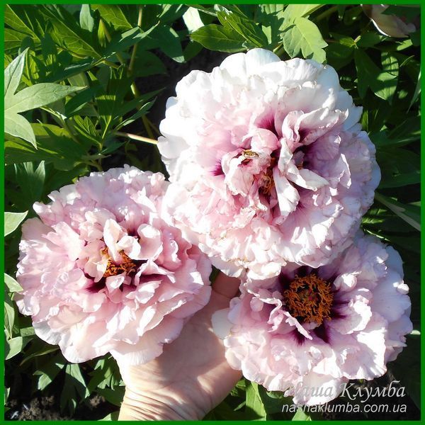 Waucedah Princess. Reath'1988, USА.
