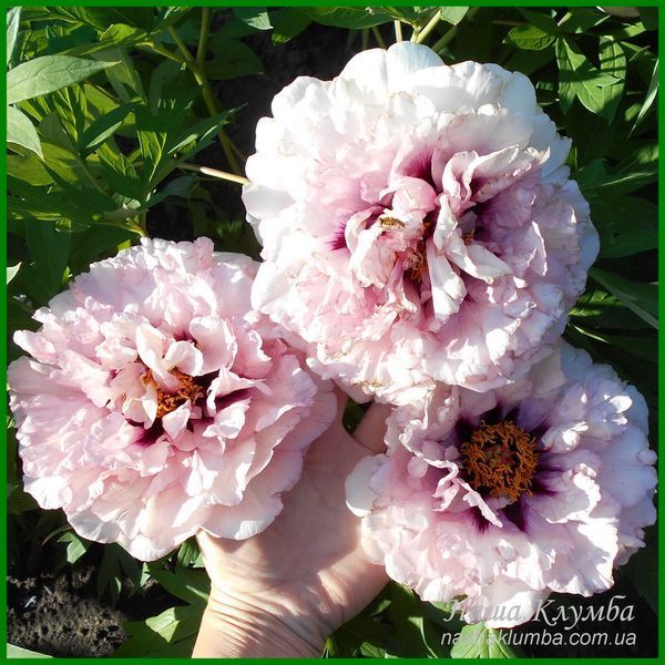 Waucedah Princess. Reath'1988, USА.