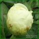 Sweet Lemonade. Adelman'2019, USА. 442 фото 4