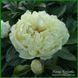 Sweet Lemonade. Adelman'2019, USА. 442 фото 6