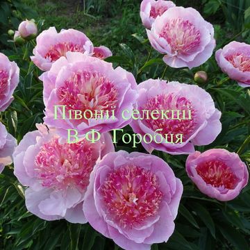 Peonies selected by V. Gorobets