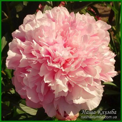 Pink Radiance. Wild'1958, USA. 248 фото