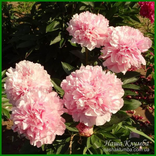 Pink Radiance. Wild'1958, USA. 248 фото