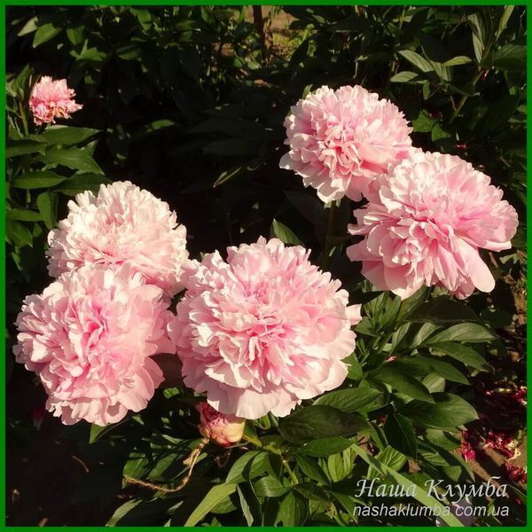 Pink Radiance. Wild'1958, USA. 248 фото