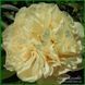 Early Canary. Hollingsworth/Steininger'2015, USА. 347 фото 5