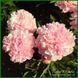 Pink Radiance. Wild'1958, USA. 248 фото 4